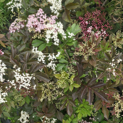 SAMBUCUS nigra