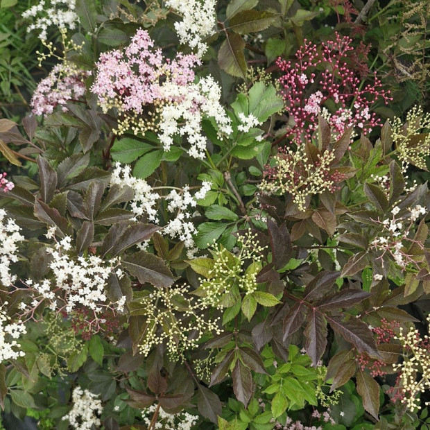 SAMBUCUS nigra