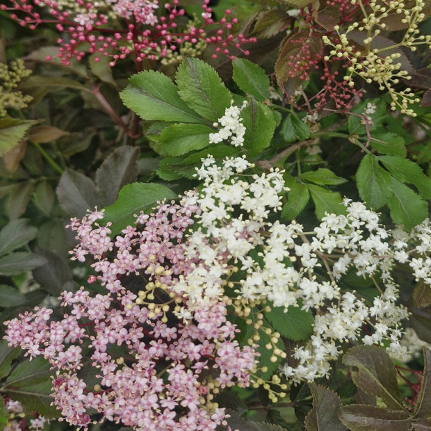 SAMBUCUS nigra