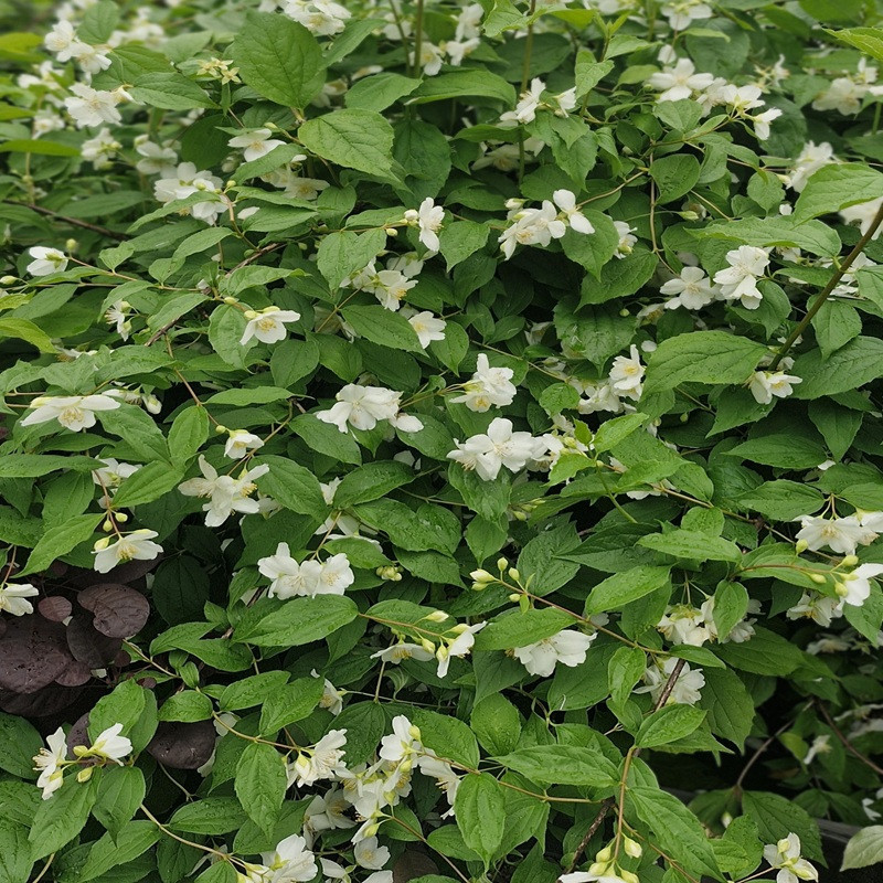 PHILADELPHUS coronarius
