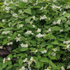PHILADELPHUS coronarius