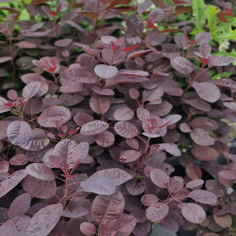 COTINUS coggygria Royal purple COTINUS coggygria Royal purple