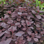 COTINUS coggygria Royal purple COTINUS coggygria Royal purple