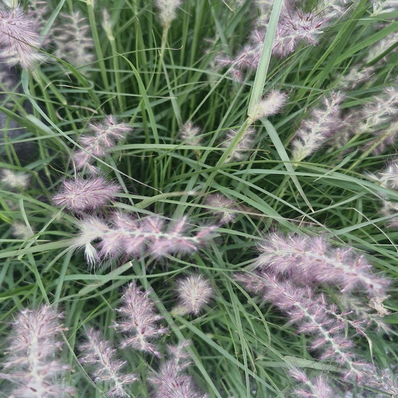 PENNISETUM alopercuroides Villosum