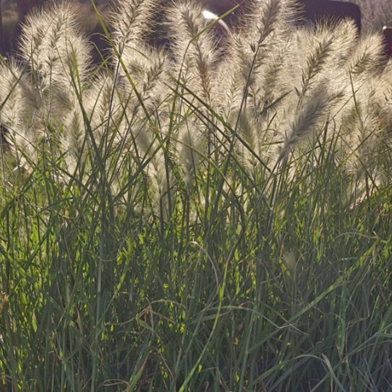 PENNISETUM alopercuroides Villosum