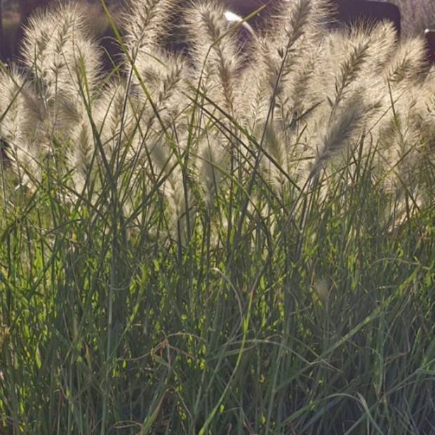 PENNISETUM alopercuroides Villosum