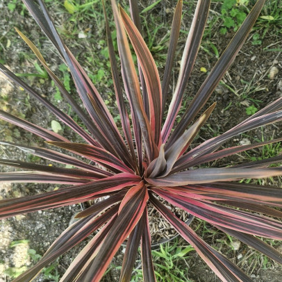 CORDYLINE australis Pink fire