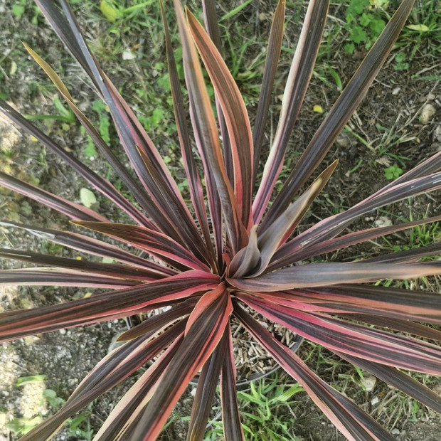 CORDYLINE australis Pink fire