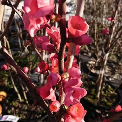 CHAENOMELES speciosa Umbilicata (rose foncé)