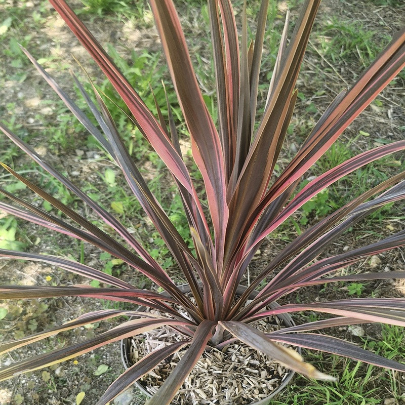 CORDYLINE australis Pink fire