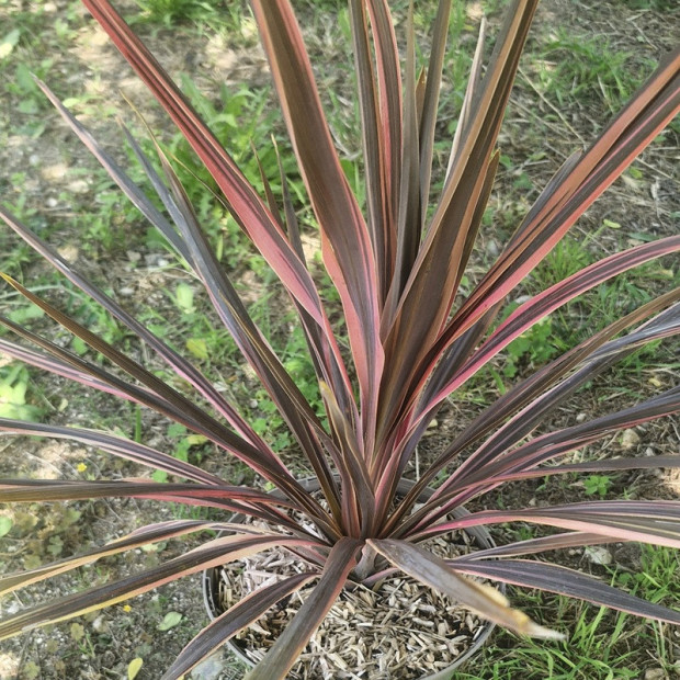 CORDYLINE australis Pink fire