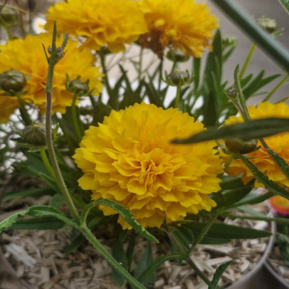 COREOPSIS grandiflora Solanna golden sphere