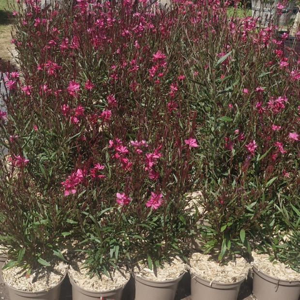 GAURA lindheirmeri Red color