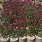 GAURA lindheirmeri Red color
