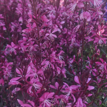 GAURA lindheirmeri Steffi dark rose