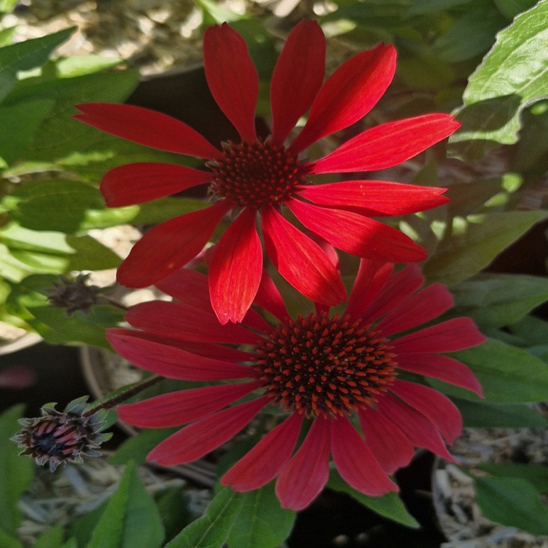 ECHINACEA purpurea Panama red