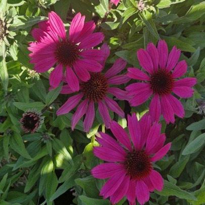 ECHINACEA purpurea Panama rose