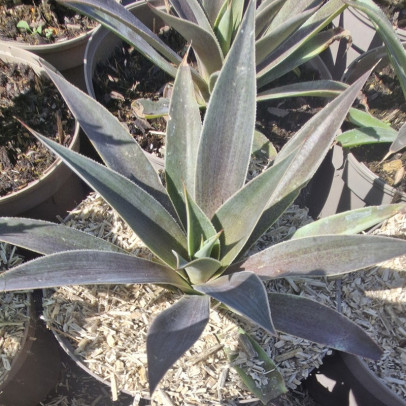 AGAVE x Lavender lady (mangave)