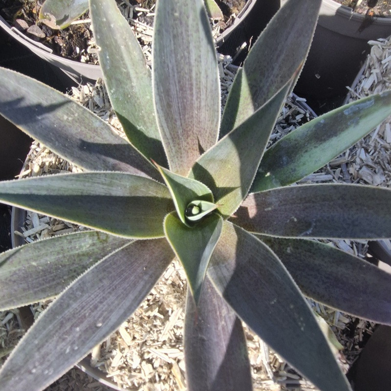 AGAVE x Lavender lady (mangave)