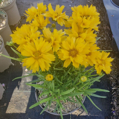 COREOPSIS grandiflora Double the sun