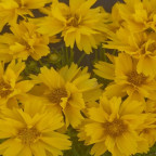 COREOPSIS grandiflora Double the sun