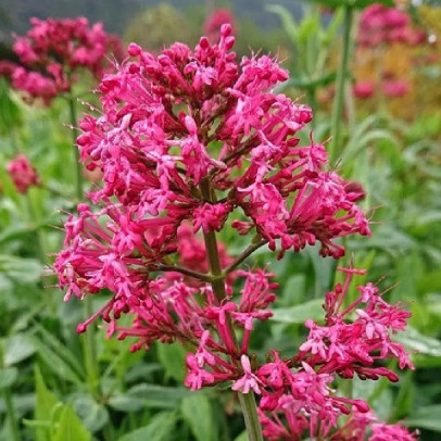 CENTRANTHUS ruber Coccineus