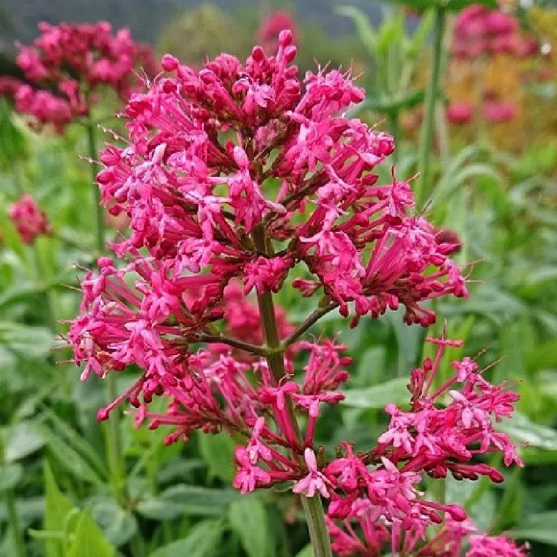 CENTRANTHUS ruber Coccineus CENTRANTHUS ruber Coccineus