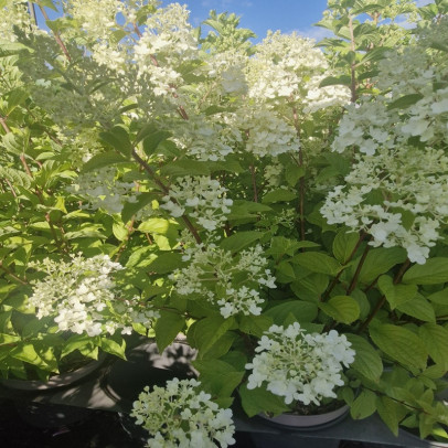 HYDRANGEA paniculata Polar bear