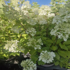 HYDRANGEA paniculata Polar bear