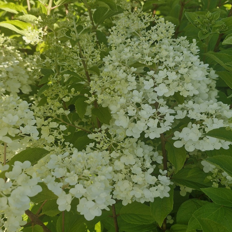 HYDRANGEA paniculata Polar bear