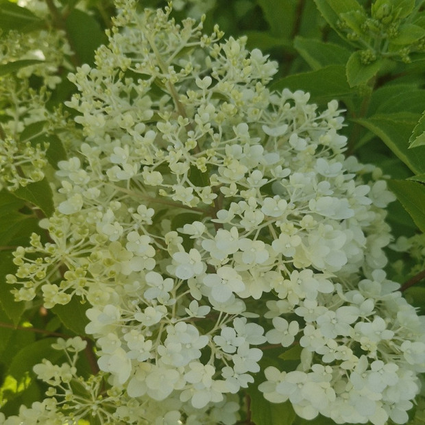 HYDRANGEA paniculata Polar bear