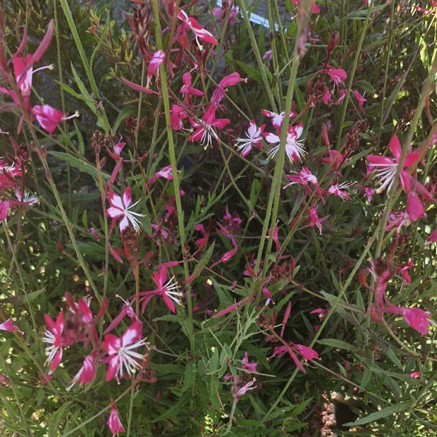 GAURA lindheirmeri Belleza bicolor