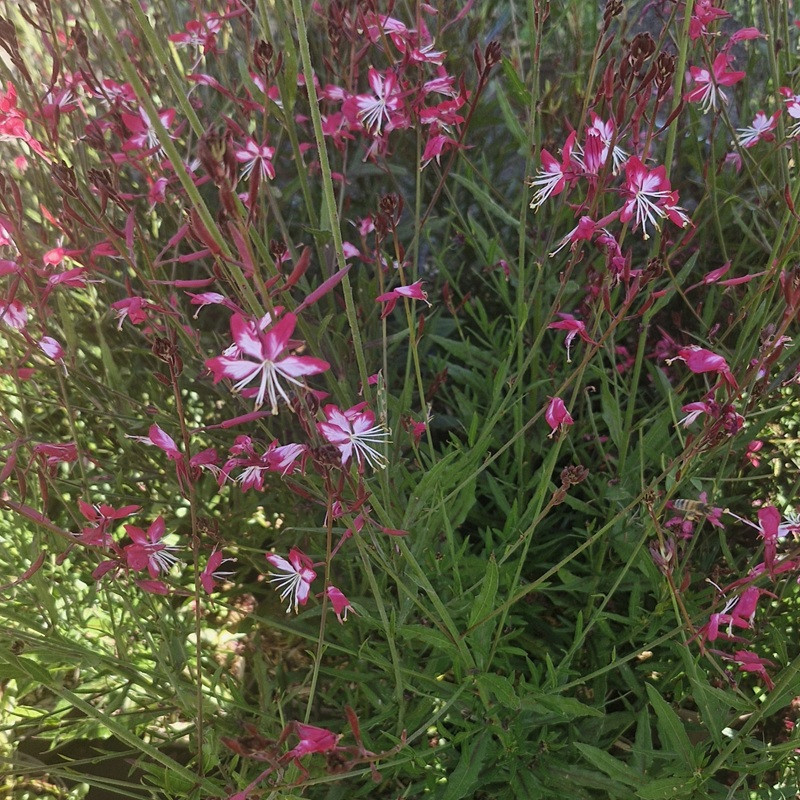 GAURA lindheirmeri Belleza bicolor GAURA lindheirmeri Belleza bicolor