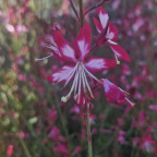 GAURA lindheirmeri Belleza bicolor GAURA lindheirmeri Belleza bicolor