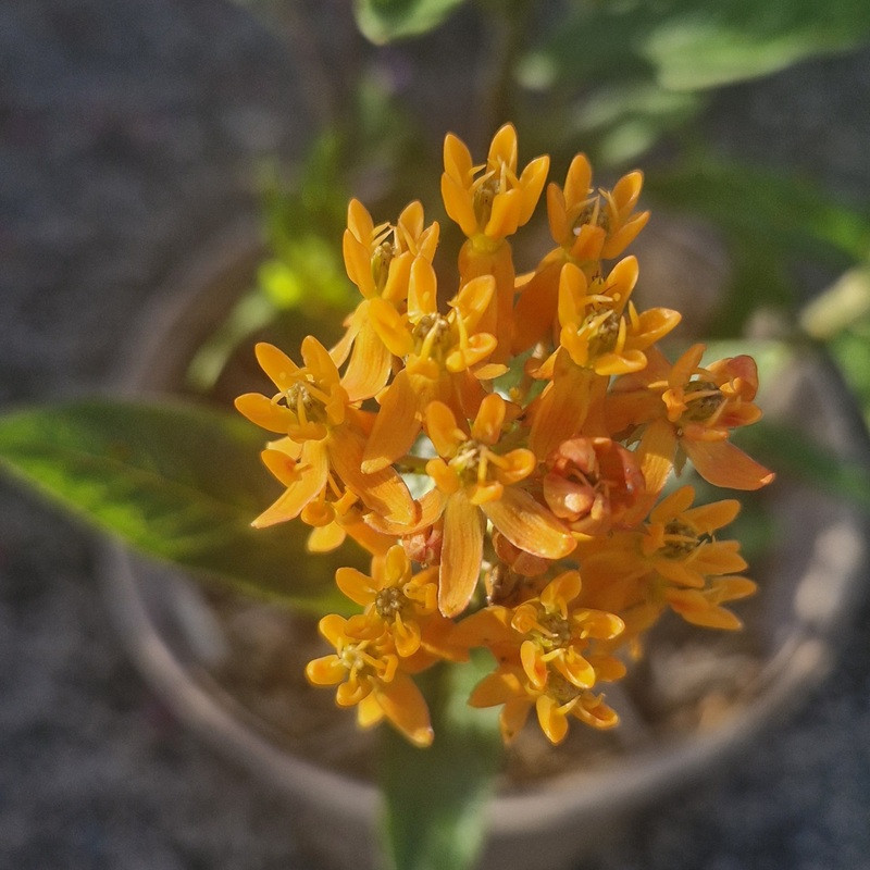 ASCLEPIAS tuberosa ASCLEPIAS tuberosa