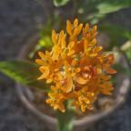 ASCLEPIAS tuberosa ASCLEPIAS tuberosa