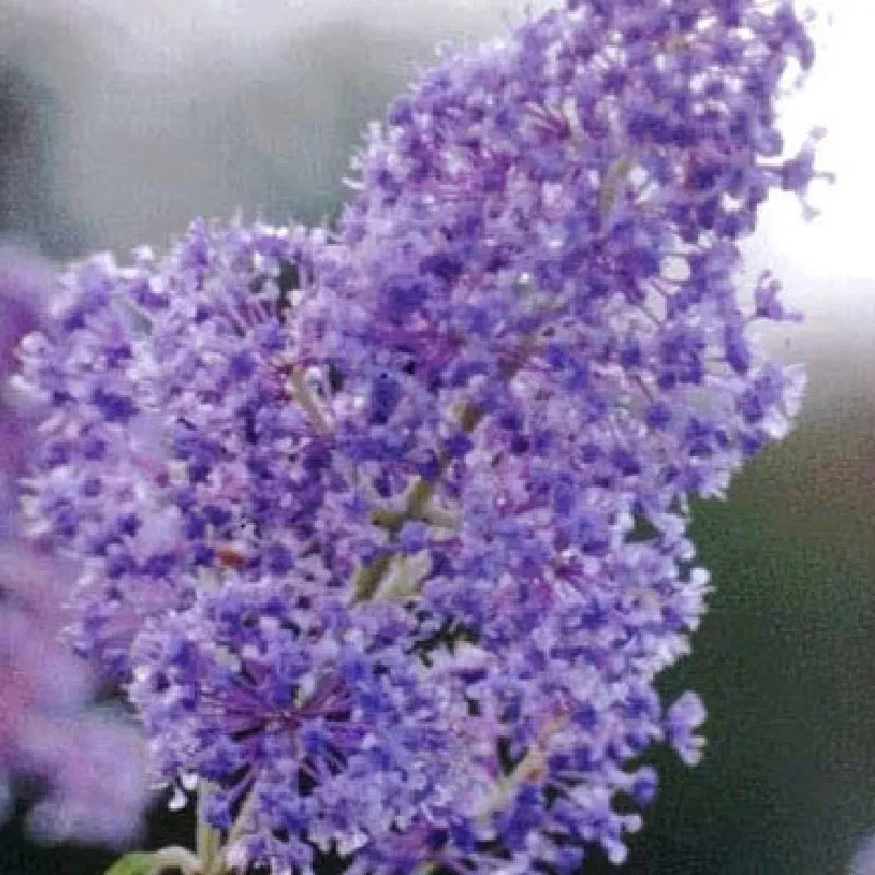 CEANOTHUS x delilianus Gloire de versailles CEANOTHUS x delilianus Gloire de versailles