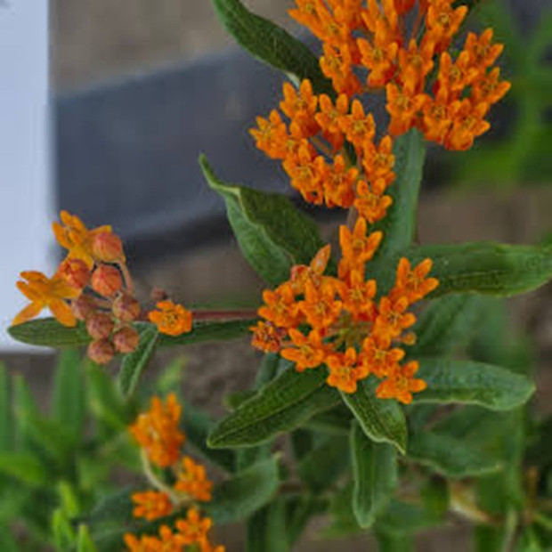 ASCLEPIAS tuberosa