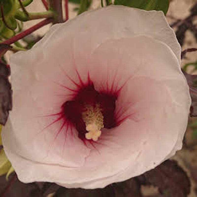 HIBISCUS moscheutos Cherry cheesecake-summerific&reg;(bi)