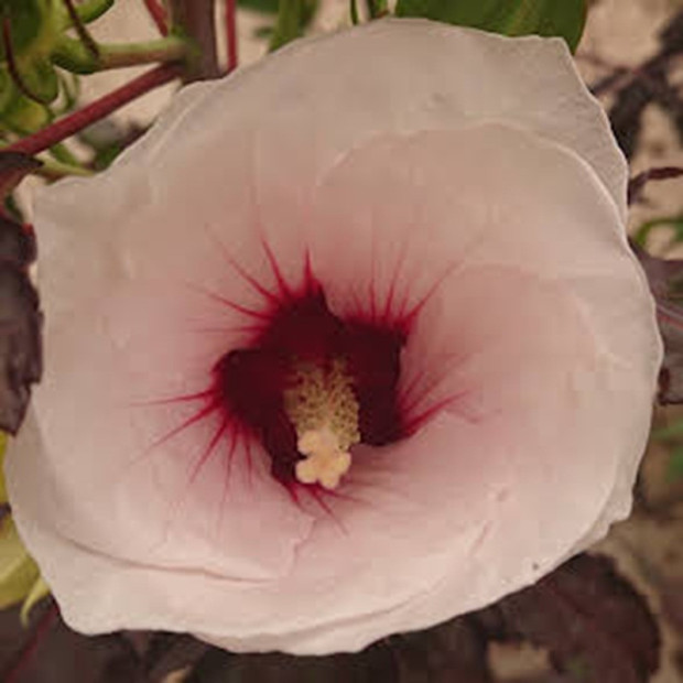 HIBISCUS moscheutos Cherry cheesecake-summerific&reg;(bi)