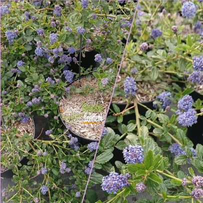 CEANOTHUS prostratus
