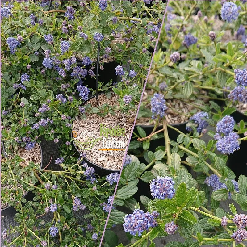 CEANOTHUS prostratus