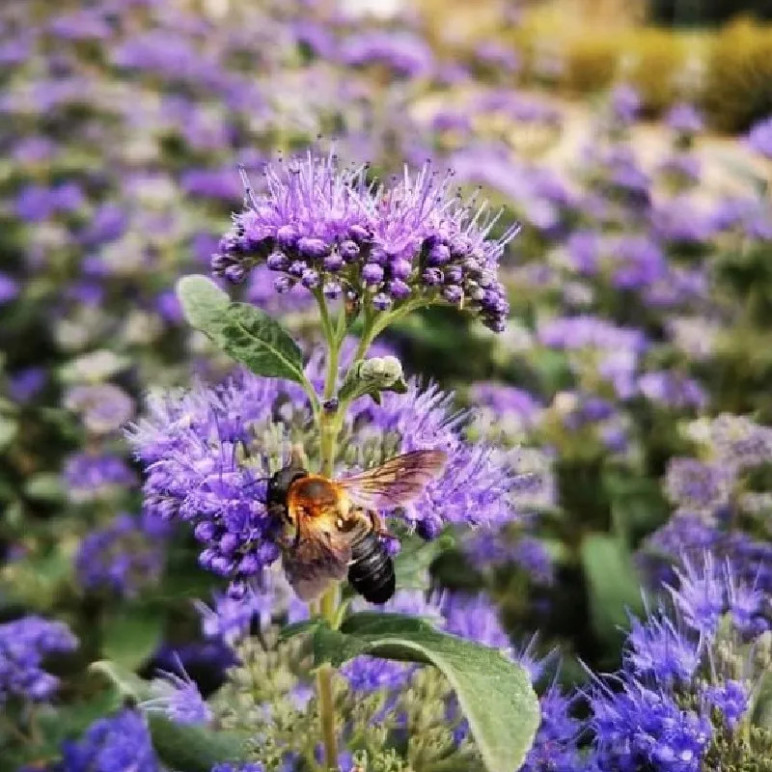 CARYOPTERIS x clandonensis Grand bleu