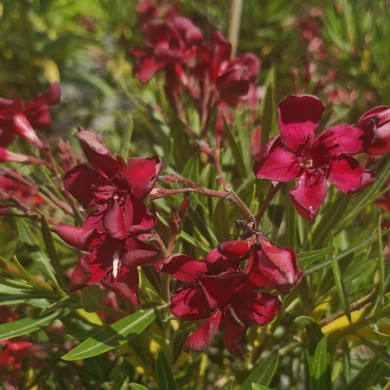 NERIUM oleander Petite red