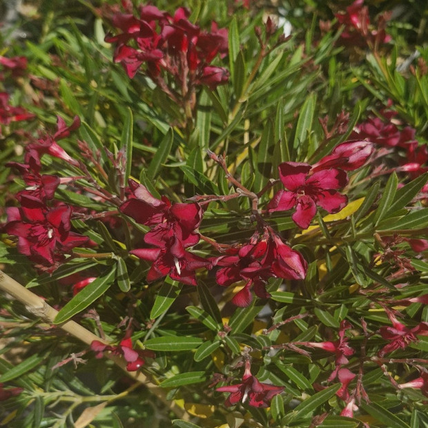 NERIUM oleander Petite red
