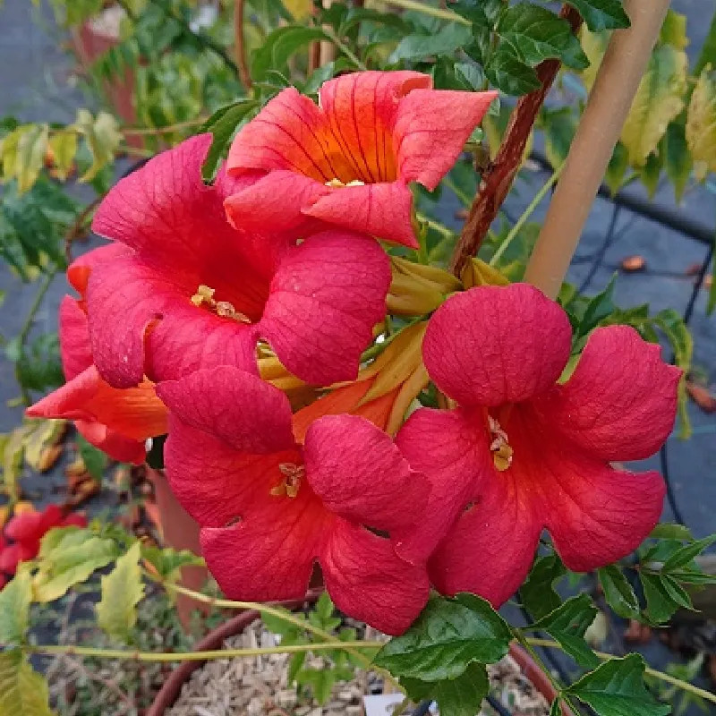 CAMPSIS x tagliabuana Mme galen CAMPSIS x tagliabuana Mme galen