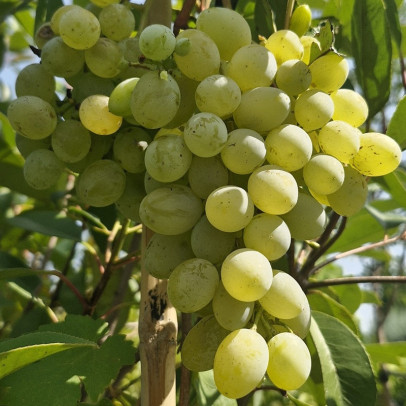 VITIS vinifera Dattier de beyrouth (vigne)