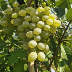 VITIS vinifera Dattier de beyrouth (vigne) VITIS vinifera Dattier de beyrouth (vigne)