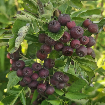 SORBUS x Burka