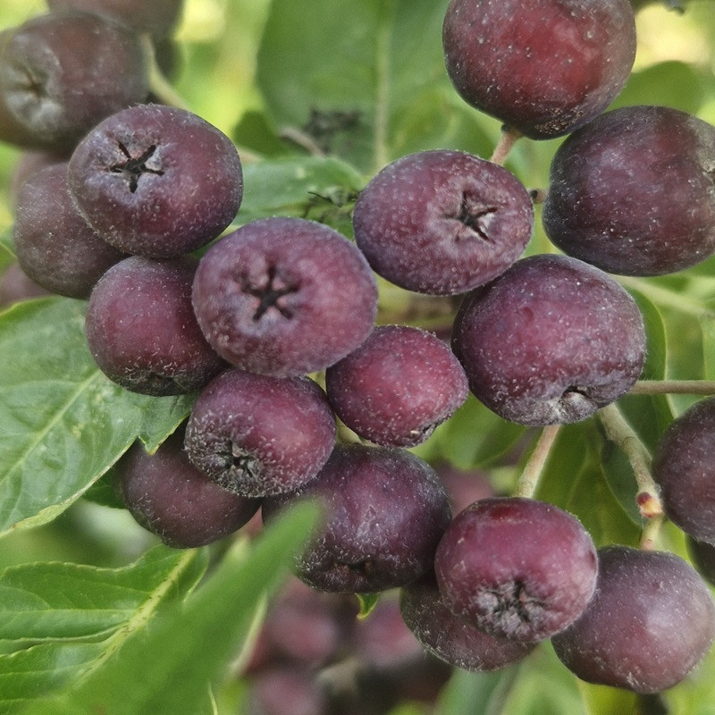 SORBUS x Burka SORBUS x Burka